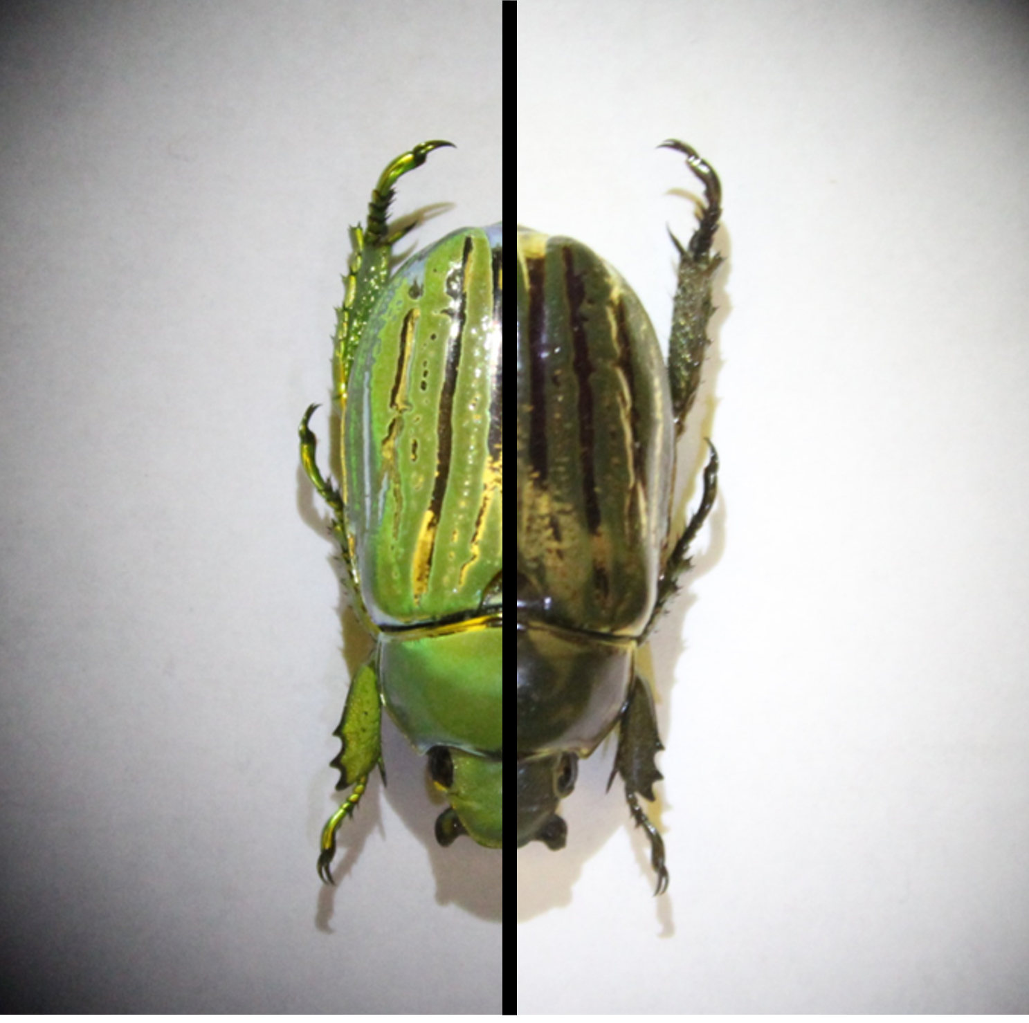 chiral-bug